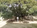 大樹寺の写真_58449
