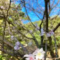 楽寿園の写真_586040