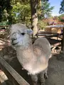 楽寿園の写真_586051