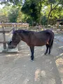 楽寿園の写真_586053