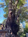 來宮神社の写真_587509