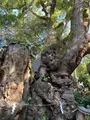 來宮神社の写真_587510
