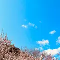 熱海梅園の写真_587512