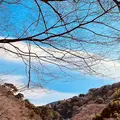 熱海梅園の写真_587514