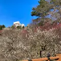 熱海梅園の写真_587519