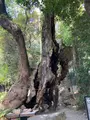 來宮神社の写真_587570