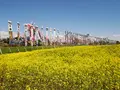 那須ハートフルファーム 菜の花畑 ひまわり畑 愛込の写真_589115