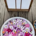 あしかがフラワーパークの写真_589118