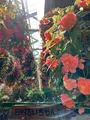 日光花いちもんめの写真_589131