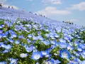 国営ひたち海浜公園の写真_589132