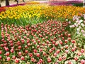 国営ひたち海浜公園の写真_589134