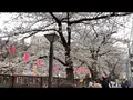 目黒川の写真_591124