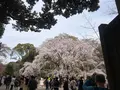 六義園の写真_591313