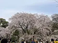 六義園の写真_591314