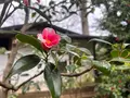六義園の写真_591315