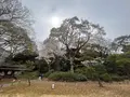 六義園の写真_591318