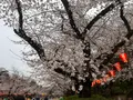 上野恩賜公園（上野公園）の写真_591336