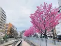 一条戻橋の写真_592054