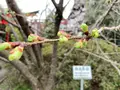 千本釈迦堂（大報恩寺）の写真_592064
