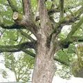 平野神社の写真_592071