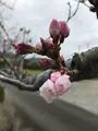 安房神社の写真_592184