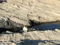 城ケ島の写真_592679