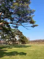 五稜郭公園の写真_593845