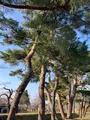 五稜郭公園の写真_593846