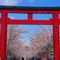 段葛の写真_594359