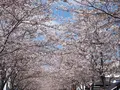 段葛の写真_594362