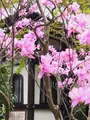 長谷寺の写真_594385