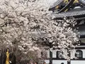 長谷寺の写真_594389