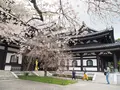 長谷寺の写真_594412