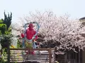 江島神社 辺津宮の写真_594557