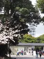 江の島シーキャンドルの写真_594591