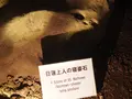 江の島岩屋の写真_594640