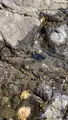 稚児ヶ淵の写真_594689