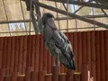 掛川花鳥園の写真_594714