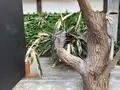 掛川花鳥園の写真_594718