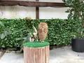 掛川花鳥園の写真_594720