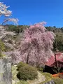 金桜神社の写真_596237