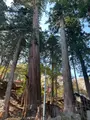 金桜神社の写真_596239