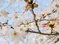 柏原川桜堤回廊の写真_597901