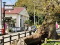木の根橋の写真_597904