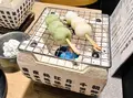 浅草団子茶屋-よつば庵-の写真_598064
