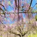 白毫寺の写真_600012