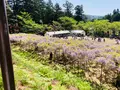 白毫寺の写真_600018