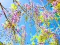 白毫寺の写真_600302