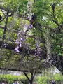 亀戸天神社の写真_601192