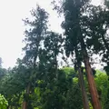 妙義神社の写真_601411
